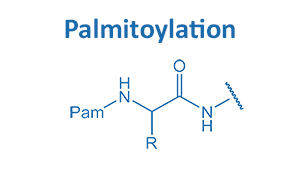 N-terminal Derivatization by Palmitoylation
