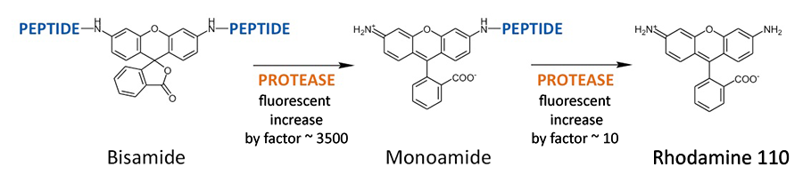 Rhodamine 110 substrates - mechanism of proteolytic cleavage