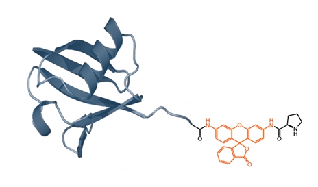 Ubiquitin-Rh110-dPro