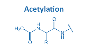 N-terminal Derivatization by Acetylation